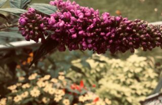 Taken by one of our members, picture shows flowers in full bloom.